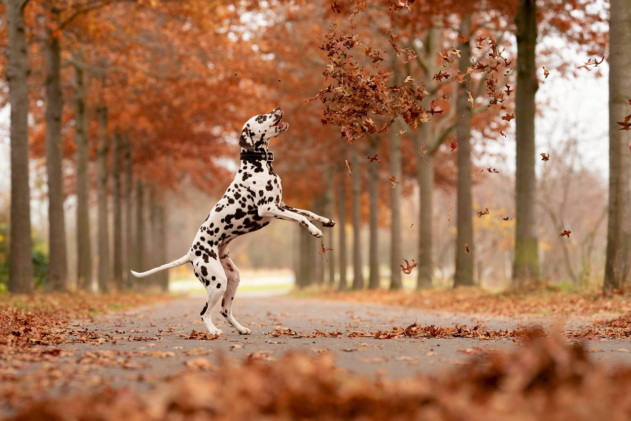 Zijn aaltjes gevaarlijk voor honden? 