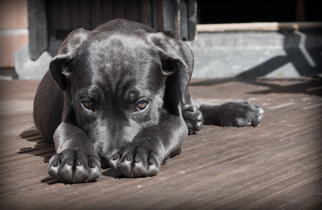 Gezondheid van je hond