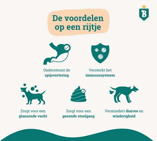 Probiotica voor honden