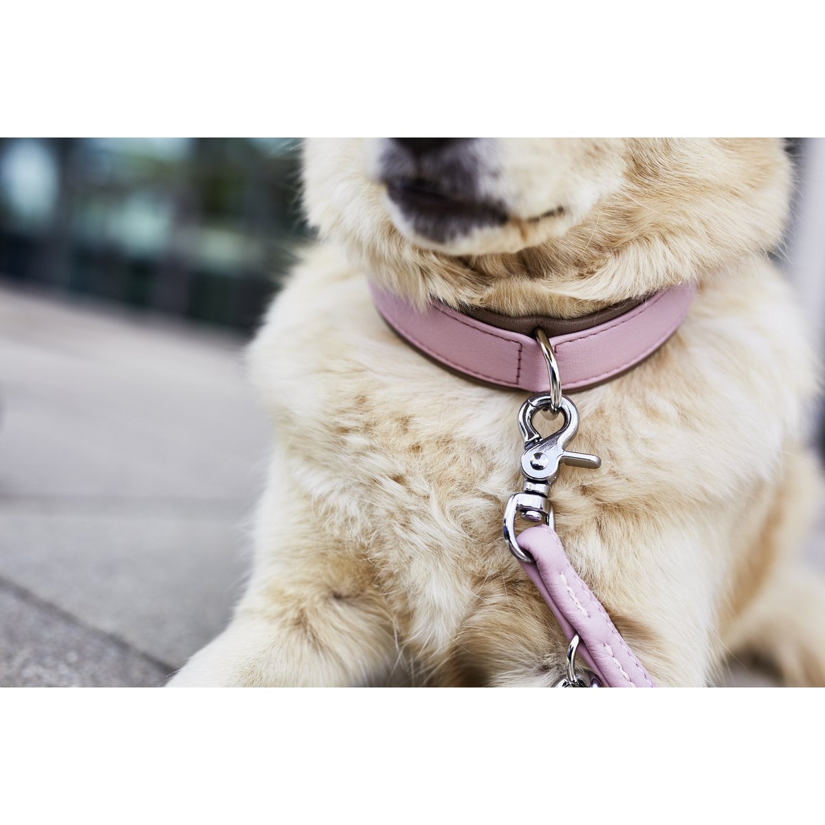 Puppy halsband AMICI RozeBij de AMICI-collectie is het naamprogramma: de hoge kwaliteit van leiderschap en halsband buiten onze nappaleders biedt meer comfort voor mensen en niveaus. Door deLABONIwafwafPuppy halsband AMICI Roze