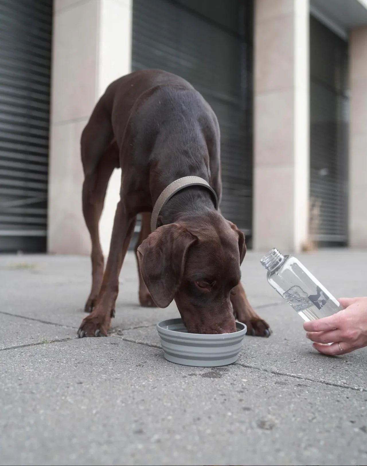 Honden reiskom Piega en Bottiglia waterfles