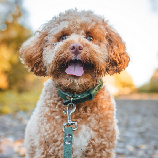 No Fuss Halsband Hond Leer Groen - Cooper & Quint