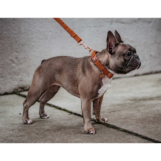 Hondenhalsband Cognac met rosé goud De luxe DOGA hondenhalsband Cognac met rosé goud is een echte eyecatcher voor je hond. De halsband is daarnaast duurzaam en diervriendelijk. Deze stijlvolle hondenhDogawafwafHondenhalsband Cognac met rosé goud