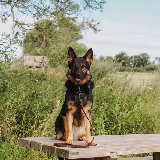 Fuss Bruin Hondenriem Bruin - Cooper & Quint