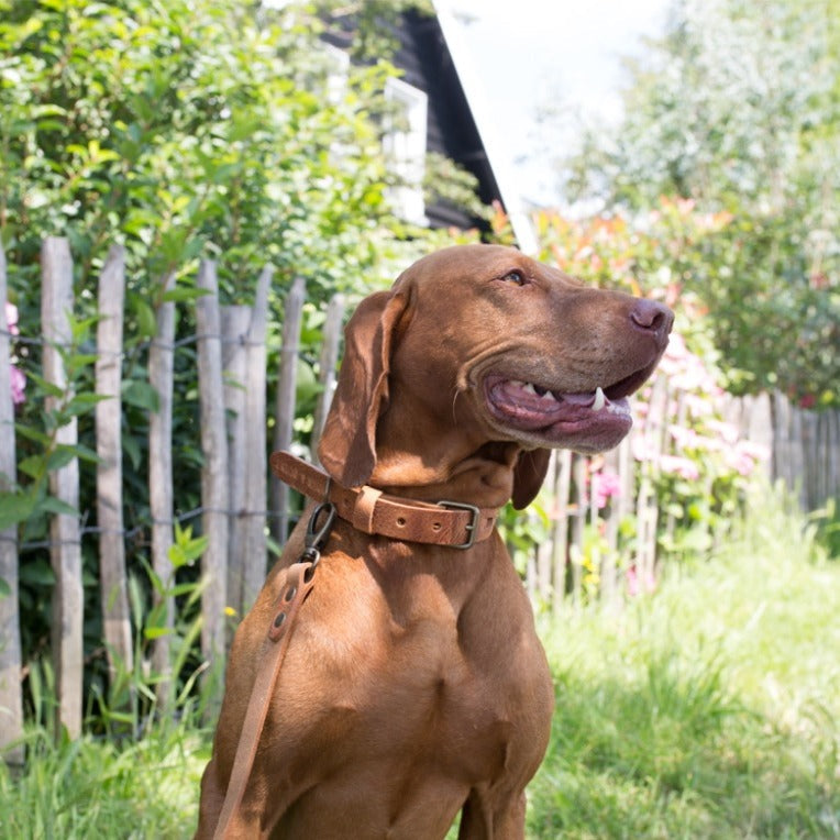 Fuss Camel Halsband Hond Leer Camel - Cooper & Quint