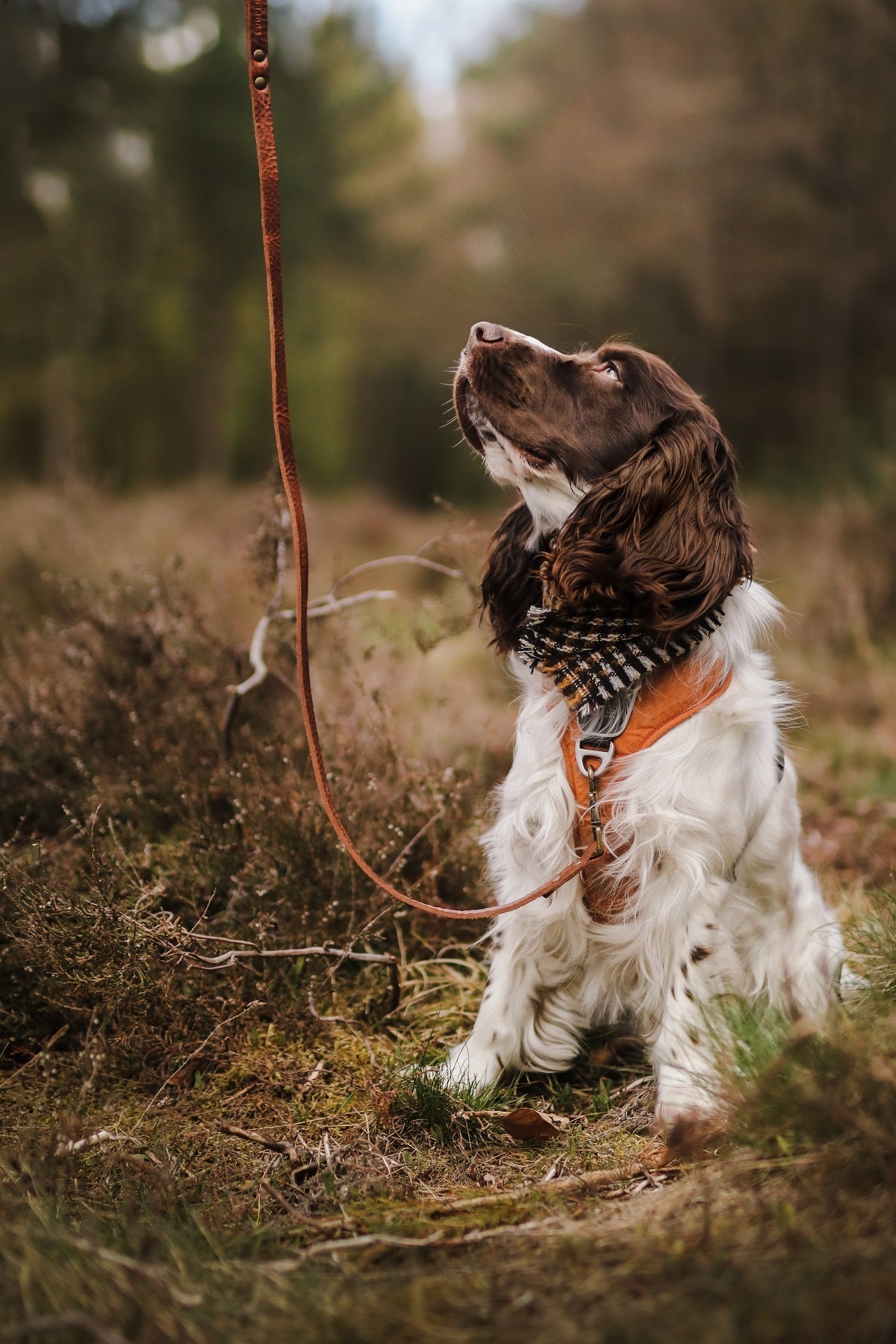 No Fuss Hondenriem Bruin - Cooper & Quint