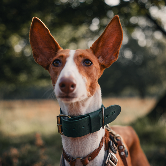 Brede Leren Halsband | Bold Groen - Cooper & Quint