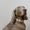 Afbeelding geladen in Galerij-viewer, Hondenhalsband Taupe met goud
 DOGA hondenhalsband in Taupe met goud is een luxe en opvallend accessoire voor je hond. Deze halsband is niet alleen stijlvol, maar ook duurzaam en diervriendelijkDogawafwafHondenhalsband Taupe met goud
