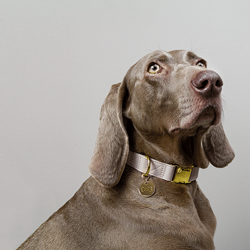 Hondenhalsband Taupe met goud
 DOGA hondenhalsband in Taupe met goud is een luxe en opvallend accessoire voor je hond. Deze halsband is niet alleen stijlvol, maar ook duurzaam en diervriendelijkDogawafwafHondenhalsband Taupe met goud