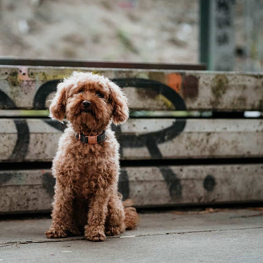 Hondenhalsband Grijs met rosé goudDe luxe hondenhalsband Grijs met rosé goud van DOGA is een opvallende keuze voor je hond. Naast zijn stijlvolle uitstraling, is de halsband ook nog eens milieuvriendDogawafwafHondenhalsband Grijs met rosé goud