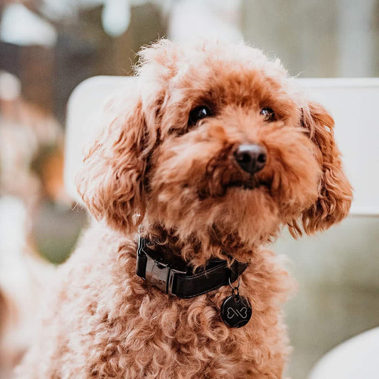 Hondenhalsband Gun Zwart
De DOGA Hondenhalsband Gun Zwart is een luxe en stoere halsband voor je hond. Gemaakt van hoogwaardig vegan leer, is deze halsband duurzaam en diervriendelijk. Met DogawafwafHondenhalsband Gun Zwart