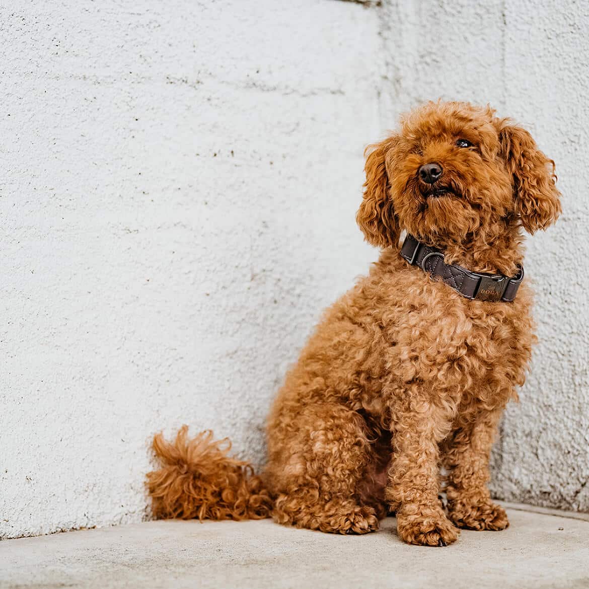 Hondenhalsband Gun GrijsDe DOGA hondenhalsband Gun Grijs is een luxueuze en robuuste halsband voor je hond. Gemaakt van hoogwaardig veganistisch leer, is deze halsband duurzaam en diervrienDogawafwafHondenhalsband Gun Grijs