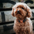 Afbeelding geladen in Galerij-viewer, Hondenhalsband Grijs met rosé goudDe luxe hondenhalsband Grijs met rosé goud van DOGA is een opvallende keuze voor je hond. Naast zijn stijlvolle uitstraling, is de halsband ook nog eens milieuvriendDogawafwafHondenhalsband Grijs met rosé goud
