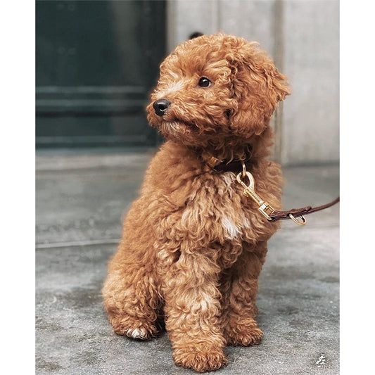 Hondenhalsband Bruin met goud
De DOGA hondenhalsband in Bruin met goud is een opvallende keuze voor jouw hond. Deze halsband is niet alleen stijlvol, maar ook duurzaam en diervriendelijk. GemaakDogawafwafHondenhalsband Bruin met goud