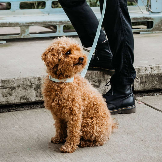 Hondenhalsband Mintgroen met rosé goud
 
De DOGA luxe hondenhalsband in de kleur Mintgroen is een opvallende keuze voor jouw hond. Deze halsband is niet alleen stijlvol, maar ook milieuvriendelijk en duuDogawafwafHondenhalsband Mintgroen met rosé goud