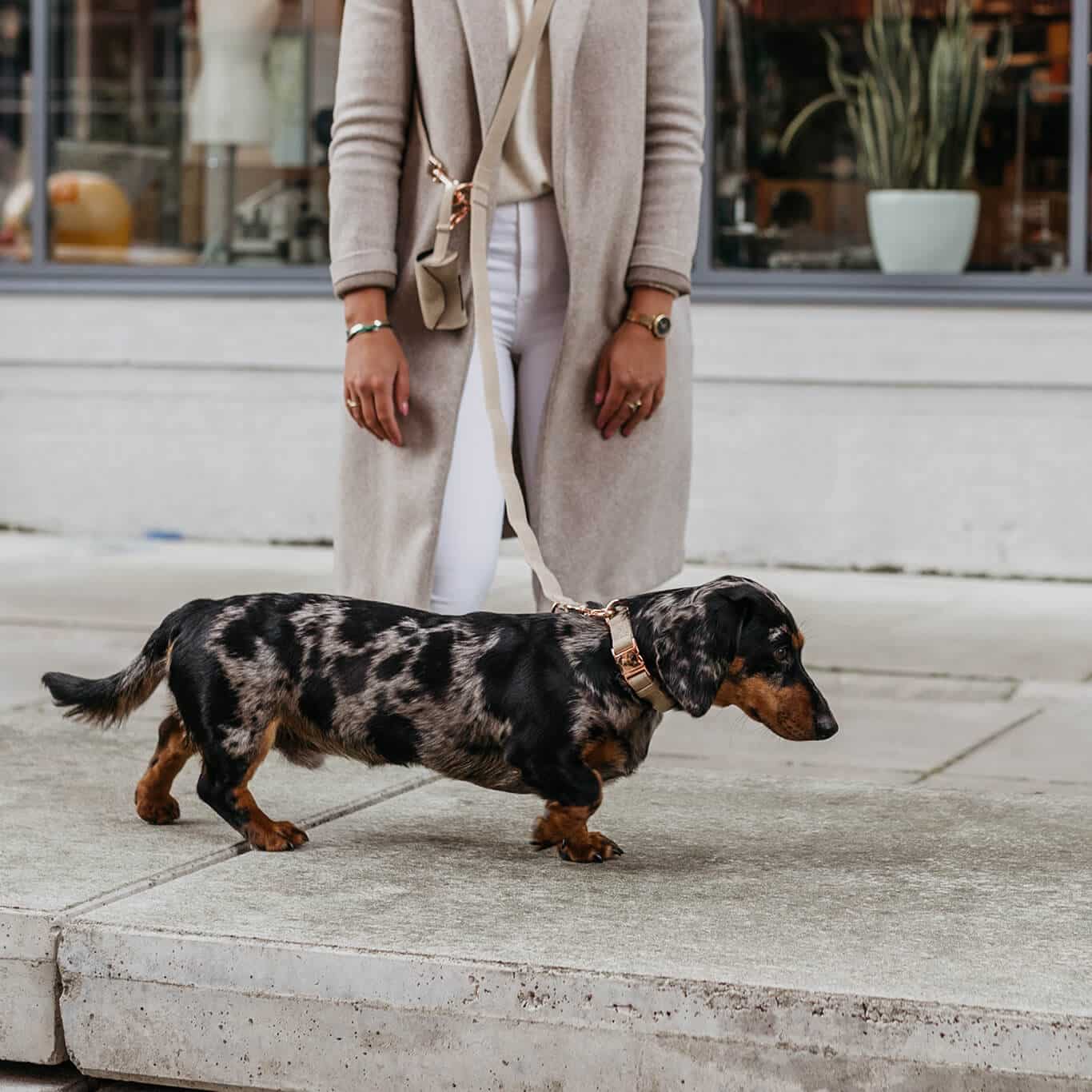 Hondenhalsband Steengrijs met Rosé goud
Ben je op zoek naar een mooie halsband voor je hond? De DOGA hondenhalsband in steengrijs met rosé goud is luxueus en trendy. Deze halsband is gemaakt van vegan suèDogawafwafHondenhalsband Steengrijs met Rosé goud