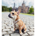 Afbeelding laden in Galerij-viewer, Hondentuigje Taupe
Het DOGA hondentuig Taupe is een luxueus en opvallend accessoire voor je hond. Gemaakt van hoogwaardig vegan leer, is dit tuig duurzaam en diervriendelijk. Met zijnDogawafwafHondentuigje Taupe
