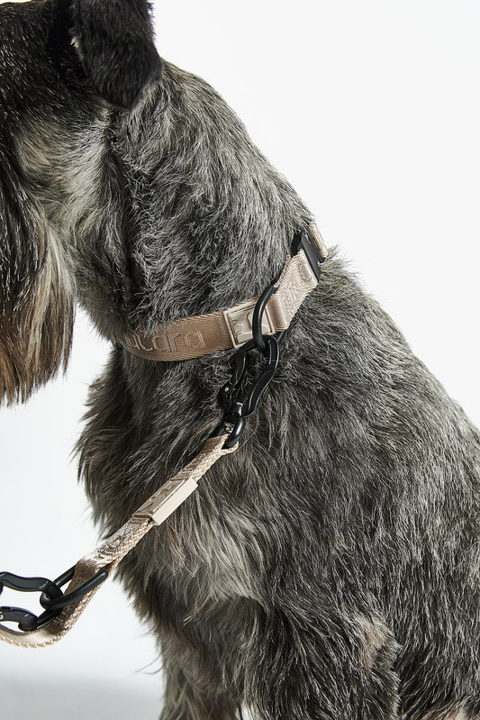 Hondenhalsband Modena Grijs