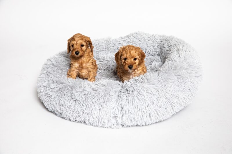 Donut bed 
In stijl slapen met het comfortabele donutbed. Deze donutmandjes verminderen ook stress bij je hond, waardoor ze rustiger kunnen slapen.
Deze mand is geschikt voorstudio proudwafwafDonut bed