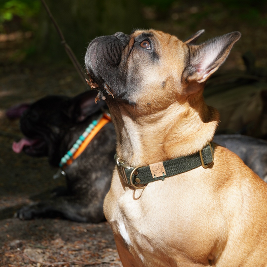 Hond met duurzame, bosgroene Simply Hemp halsband en metalen sluiting.