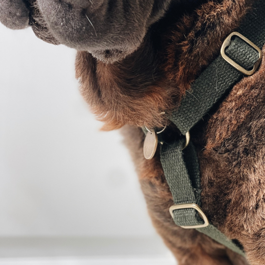 Dog wearing Hondentuig Simply Hemp in forest green.