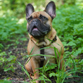 Afbeelding geladen in Galerij-viewer, Hondentuig Simply Hemp Kastanjebruin op hond in groene omgeving.
