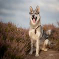 Afbeelding geladen in Galerij-viewer, Husky walking with Simply Hemp dog harness in chestnut brown on a nature trail.
