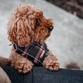 Afbeelding geladen in Galerij-viewer, Honden Bandana Purple Tartan
