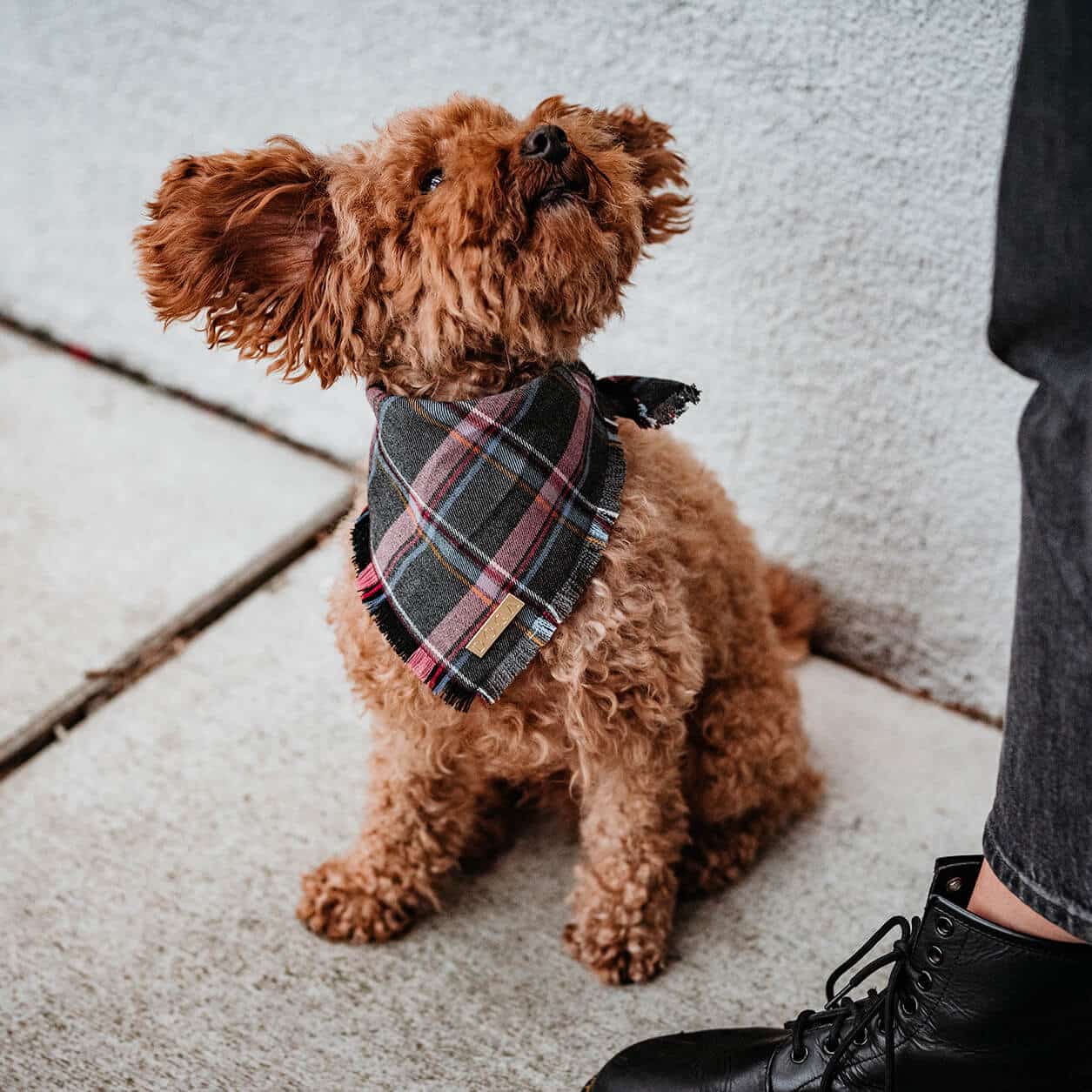 Honden Bandana Purple Tartan