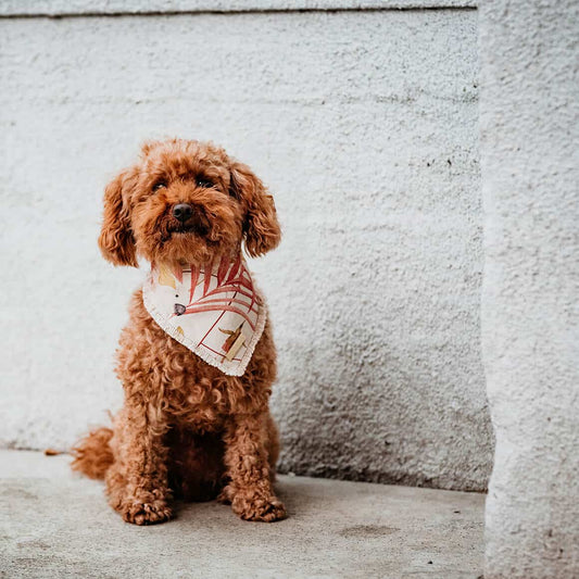 Honden bandana Royal Cockatoo