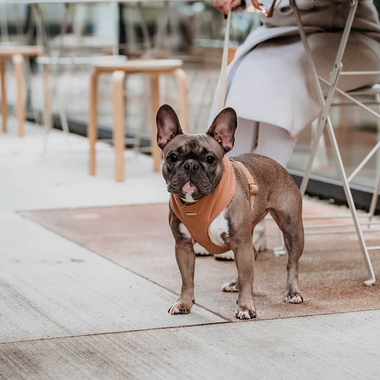 Soft hondentuigje CamelHet Soft Hondentuigje Camel is een comfortabel harnas voor honden, gemaakt van zachte velvet stof en met gouden details. Het heeft een verstelbare buikriem voor een DogawafwafSoft hondentuigje Camel