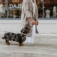 Afbeelding geladen in Galerij-viewer, Hondenhalsband Steengrijs met Rosé goud
Ben je op zoek naar een mooie halsband voor je hond? De DOGA hondenhalsband in steengrijs met rosé goud is luxueus en trendy. Deze halsband is gemaakt van vegan suèDogawafwafHondenhalsband Steengrijs met Rosé goud
