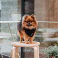 Afbeelding laden in Galerij-viewer, Honden bandana Voile Black
