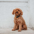 Afbeelding laden in Galerij-viewer, Hondenhalsband Royal Blue
De DOGA Hondenhalsband Royal Blue is een prachtige en exclusieve keuze voor jouw hond. Deze luxe en trendy halsband maakt deel uit van de Royal Limited Edition lijnDogawafwafHondenhalsband Royal Blue
