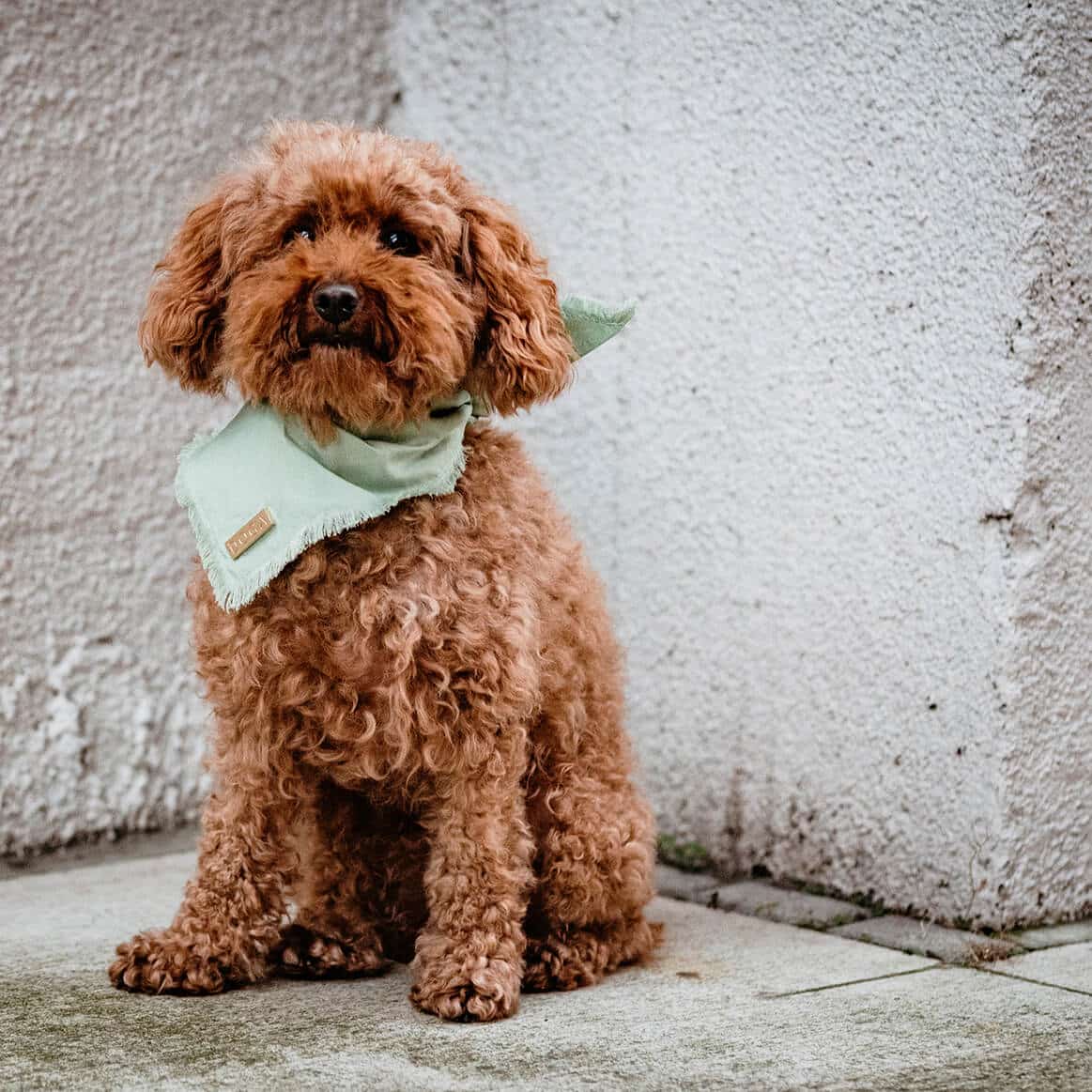 Honden bandana Voile Mint
De luxe honden bandana Voile Mint van DOGA is een trendy en stijlvolle toevoeging aan het uiterlijk van je hond. Gemaakt van 100% biologisch katoen voile, straalt dDogawafwafHonden bandana Voile Mint