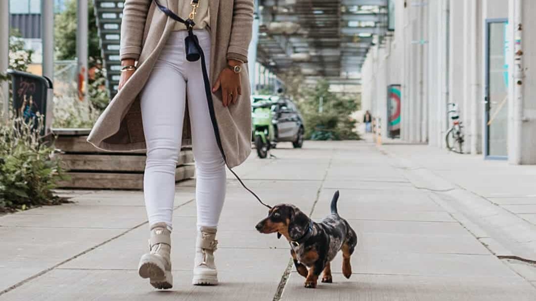 Hondenriem Royal Blue
Op zoek naar een elegante en exclusieve hondenriem of -lijn voor je hond? De DOGA Royal Blue hondenriemen zijn zowel luxe als trendy. Deze riem is gemaakt van veganDogawafwafHondenriem Royal Blue