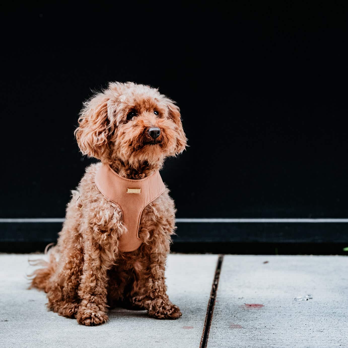 Soft hondentuigje CamelHet Soft Hondentuigje Camel is een comfortabel harnas voor honden, gemaakt van zachte velvet stof en met gouden details. Het heeft een verstelbare buikriem voor een DogawafwafSoft hondentuigje Camel