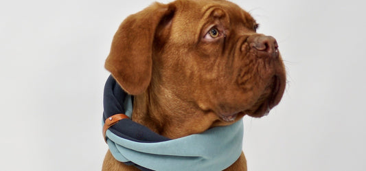 Labbvenn nekwarmer SIMO
Kies voor een andere optie dan een gewone halsband voor je hond. Bestel nu de stijlvolle nekwarmer, een soort sjaal speciaal ontworpen voor je trouwe viervoeter. DeLabbvennwafwafLabbvenn nekwarmer SIMO