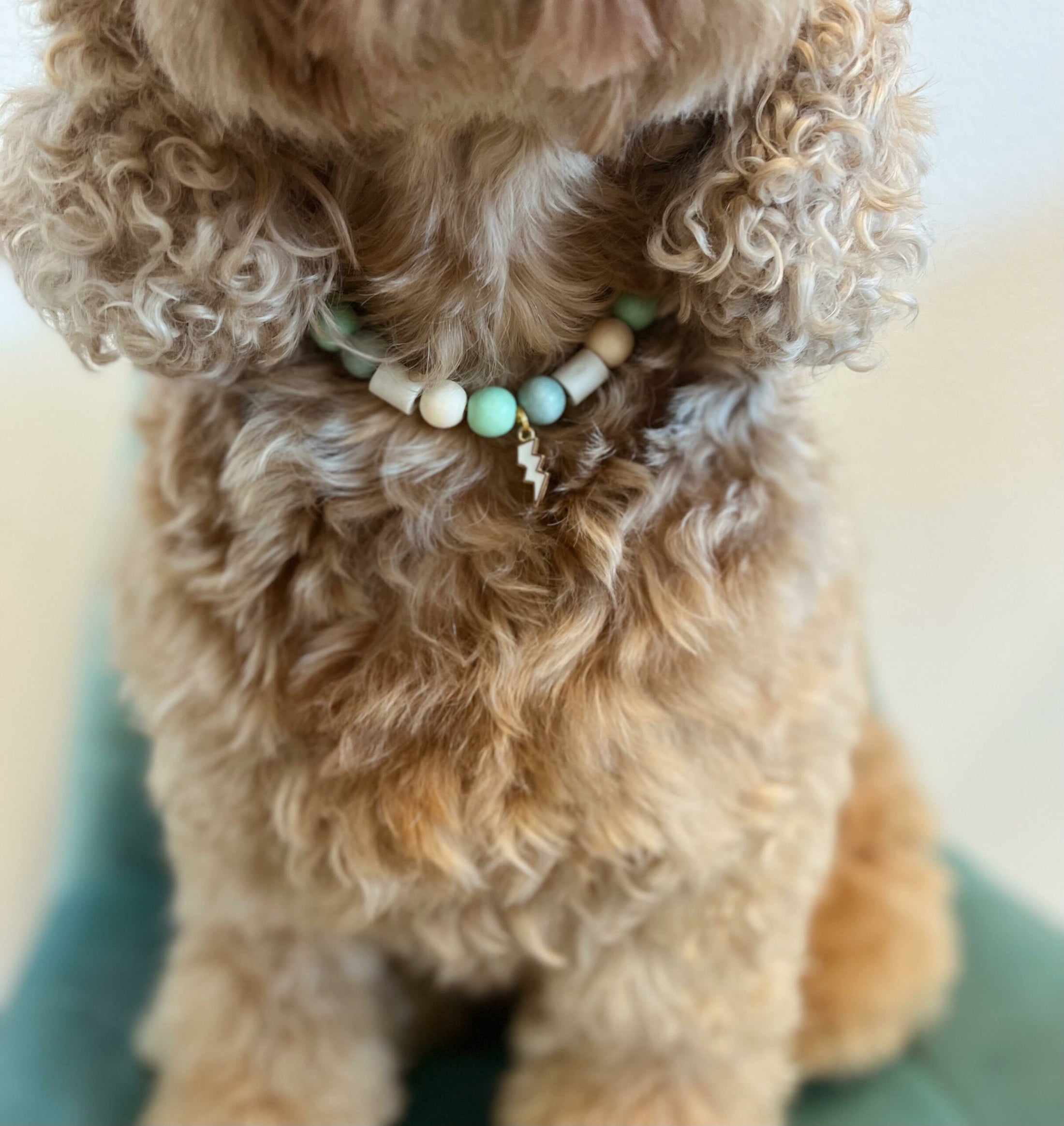 Anti-tekenband Groen
Deze anti-tekenband ziet er niet alleen uit als een anti-tekenband voor een hond, maar het is ook een sieraad voor de hond. Kies je eigen bedel om jouw hond in een studio proudwafwafAnti-tekenband Groen