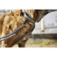 Afbeelding laden in Galerij-viewer, Hondenhalsband Antraciet
De AMICI-collectie heeft een naamprogramma dat zich richt op leiderschap en halsbanden van hoge kwaliteit gemaakt van nappaleder, waardoor ze comfortabeler zijn vooLABONIwafwafHondenhalsband Antraciet
