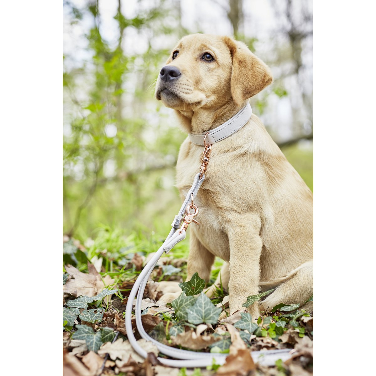 AMICI Hondenriem Lichtgrijs
De AMICI-collectie biedt een scala aan hondenriemen en halsbanden van hoogwaardig nappaleder, waardoor ze comfortabel en duurzaam zijn voor zowel mens als dier. MetLABONIwafwafAMICI Hondenriem Lichtgrijs
