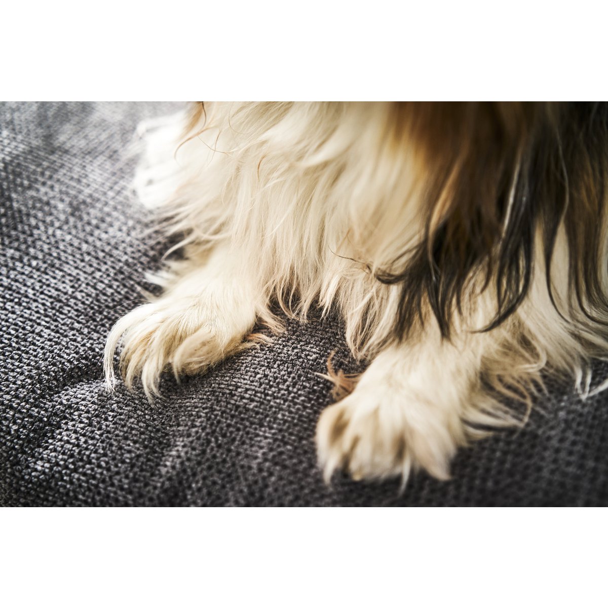 PRADO - TUDOR design hondenmandHet PRADO hondenbed van LABONI is een bekroond, stijlvol en comfortabel bed voor honden. Het heeft een klassieke framestructuur en een duurzame bekleding. De matras LABONIwafwafPRADO - TUDOR design hondenmand