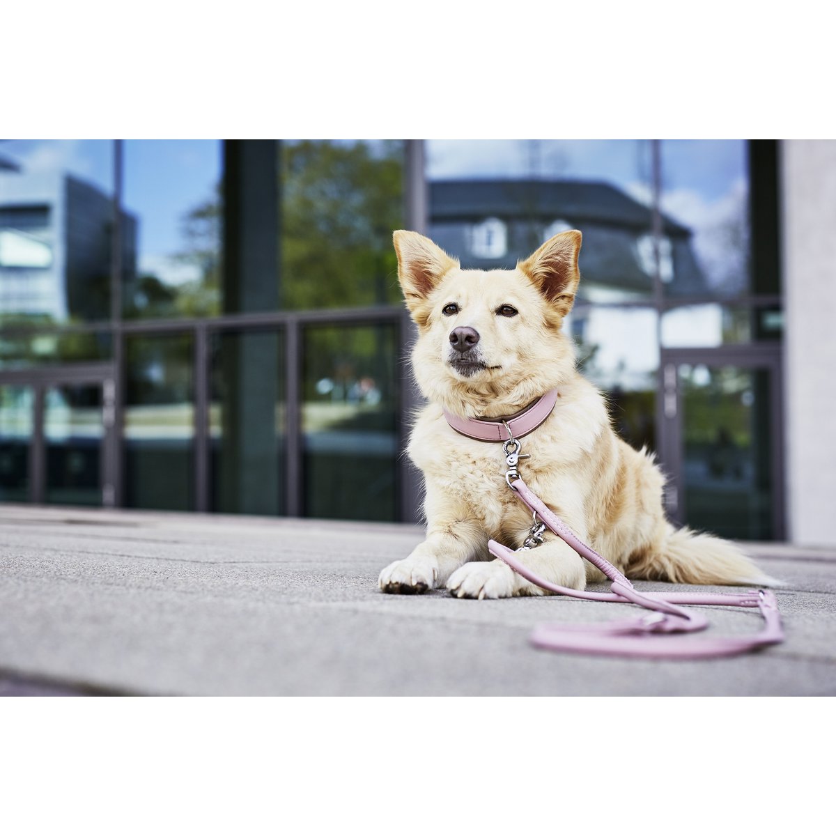AMICI Hondenriem Rose
De AMICI-collectie biedt een scala aan hondenriemen en halsbanden van hoogwaardig nappaleder, waardoor ze comfortabel en duurzaam zijn voor zowel mens als dier. MetLABONIwafwafAMICI Hondenriem Rose