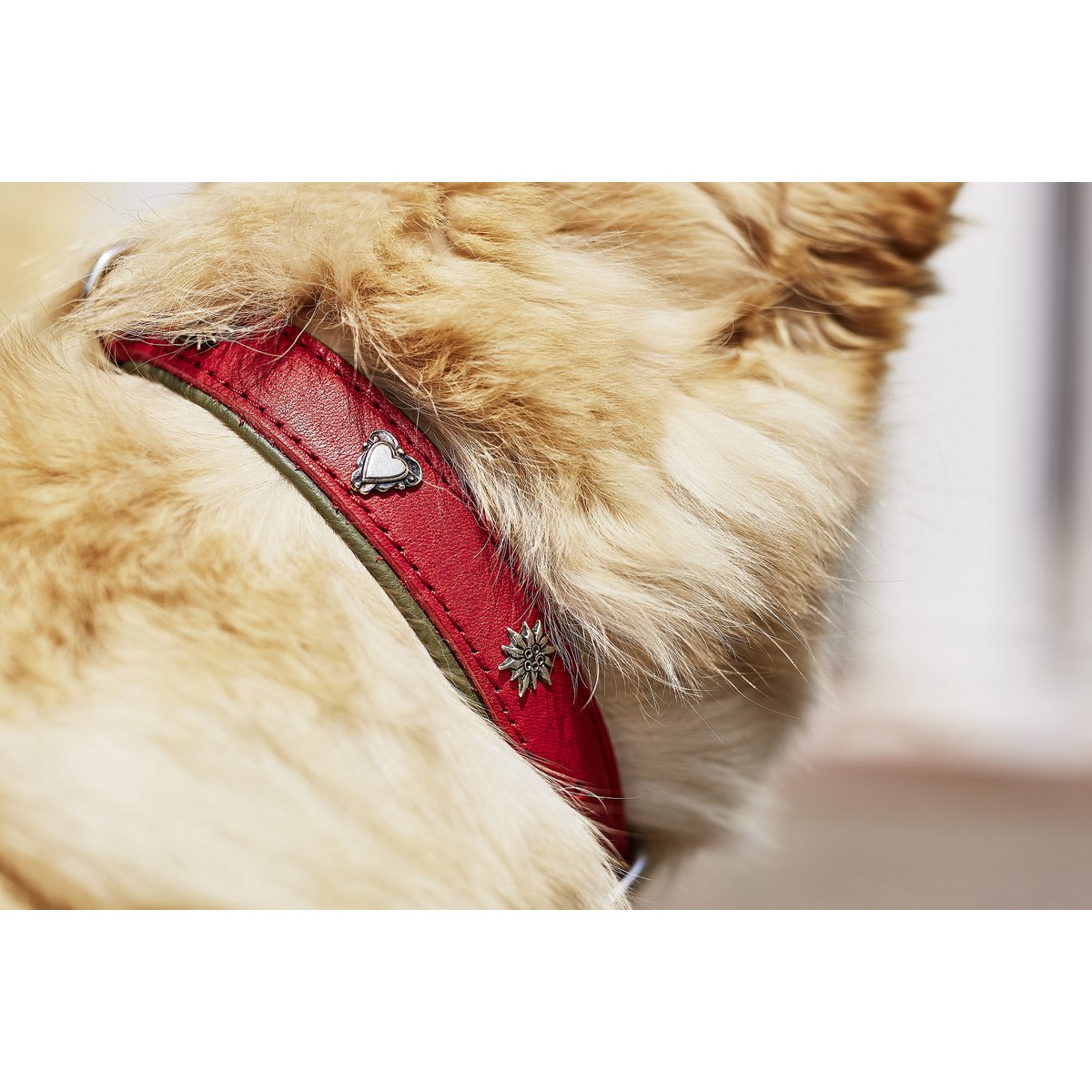 EDELWEISS halsbandDe EDELWEISS-collectie is gemaakt met aandacht voor detail en biedt de beste kwaliteit zadelmakerij "Made in Germany". De halsbanden zijn gemaakt van duurzaam volnerDog collarLABONIwafwafEDELWEISS halsband