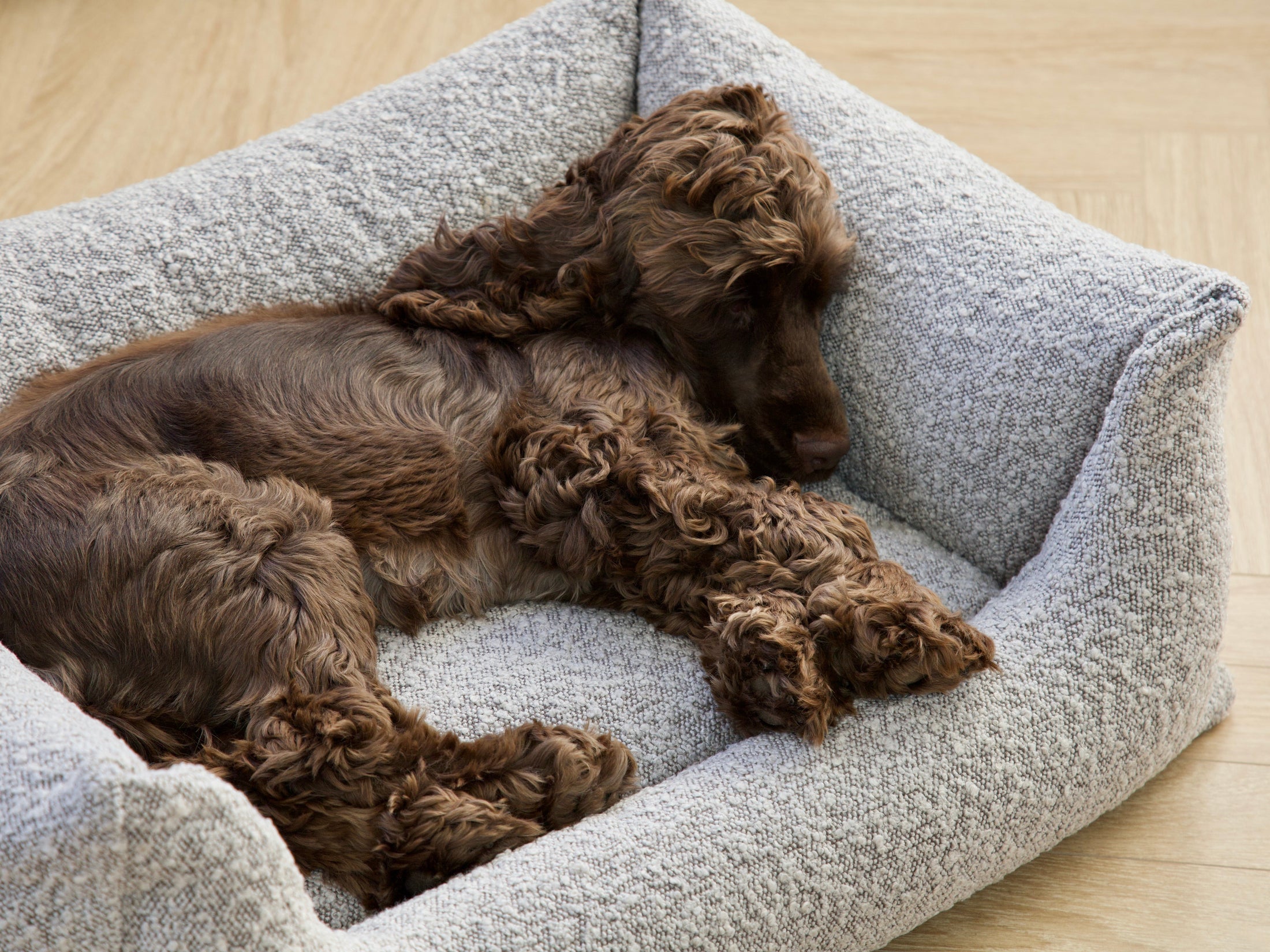 Hondenmand  BILLY Bouclé  Taupe