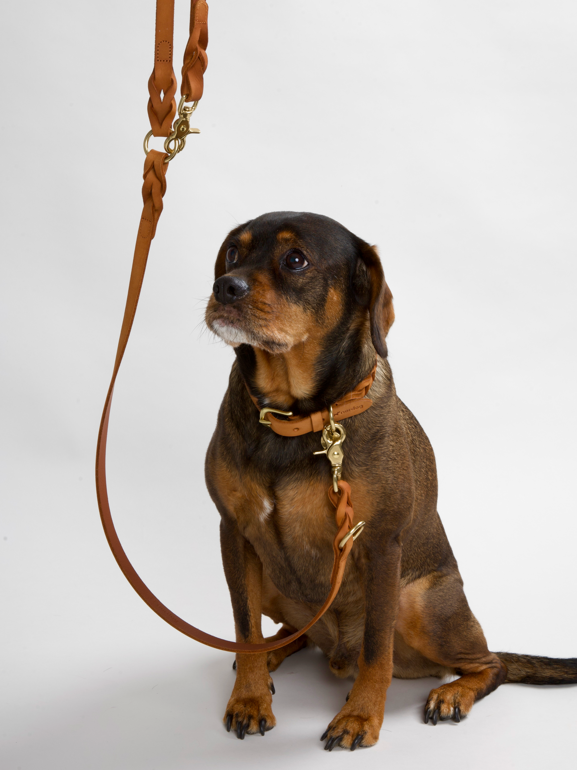 HUGO Dog Leash Braided Cognac